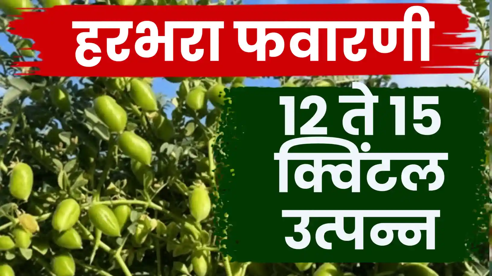 हरभऱ्याचे उत्पादन १२ ते १५ क्विंटलपर्यंत मिळवण्यासाठी असे करा नियोजन!