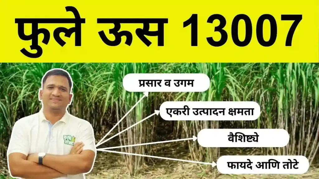 फुले ऊस १३००७ (Phule 13007): उच्च उत्पादन आणि ताण सहन करणारे बहुगुणी ऊस वाण!